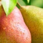 Pear trees: Why choosing heritage and local varieties?