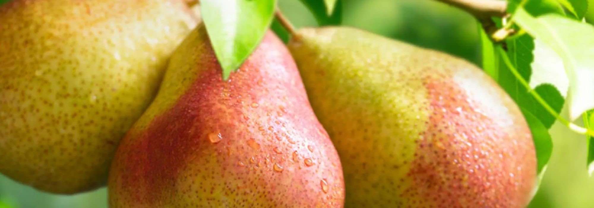 Pear trees: Why choosing heritage and local varieties?