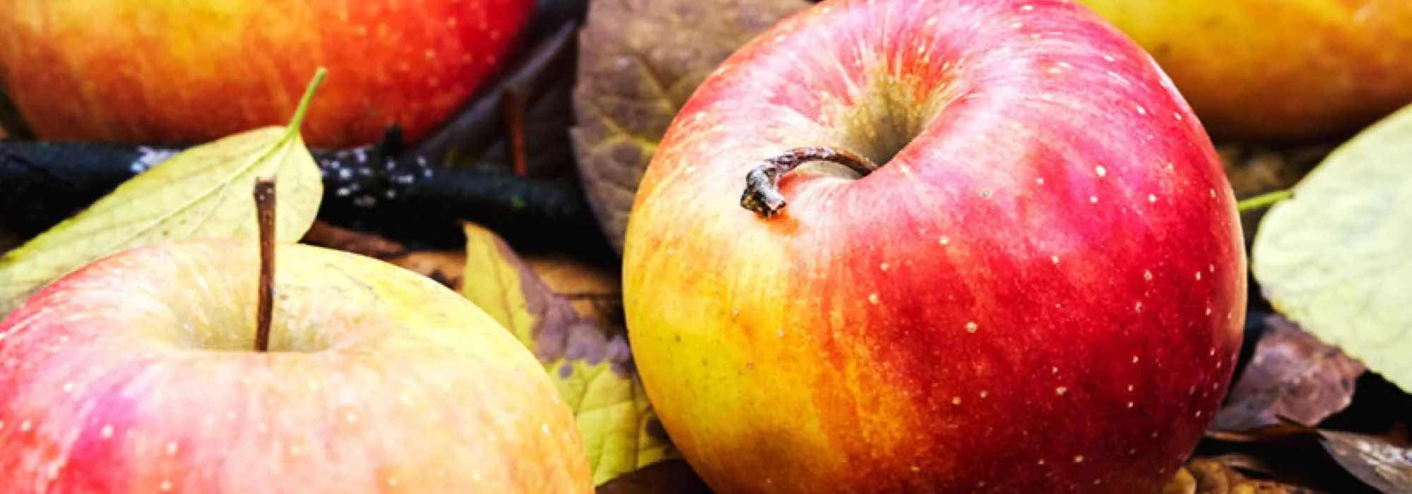 Apple trees: why choosing heritage and local varieties?