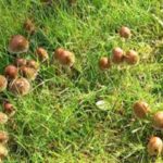 Mushrooms in the lawn: what to do?