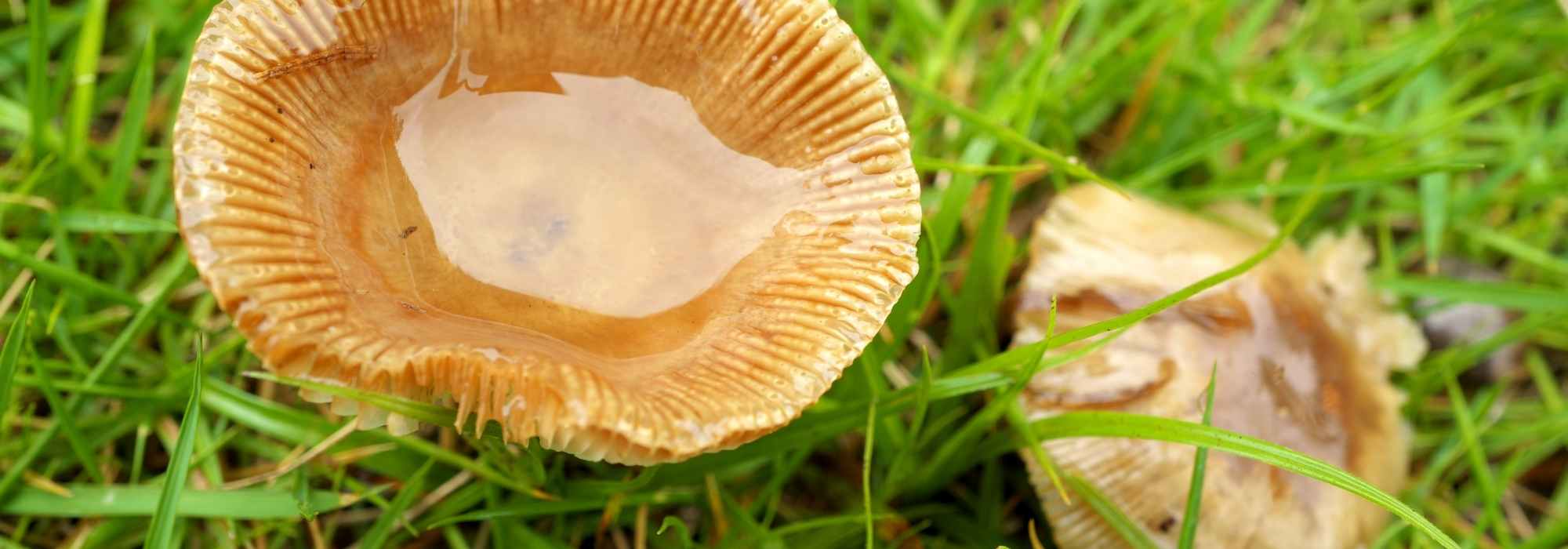 Which mushrooms can you harvest and eat?
