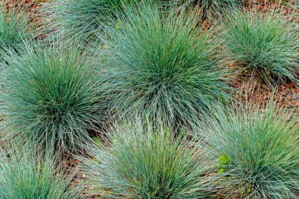 When and how to prune fescue?