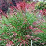 When and how to prune <em>Miscanthus</em>?