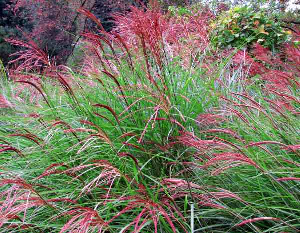 When and how to prune <em>Miscanthus</em>?