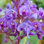 How to propagate <em>Hardenbergia</em>?