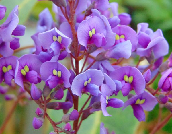 How to propagate <em>Hardenbergia</em>?