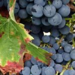 Why choosing old and local grapevine varieties for your garden?