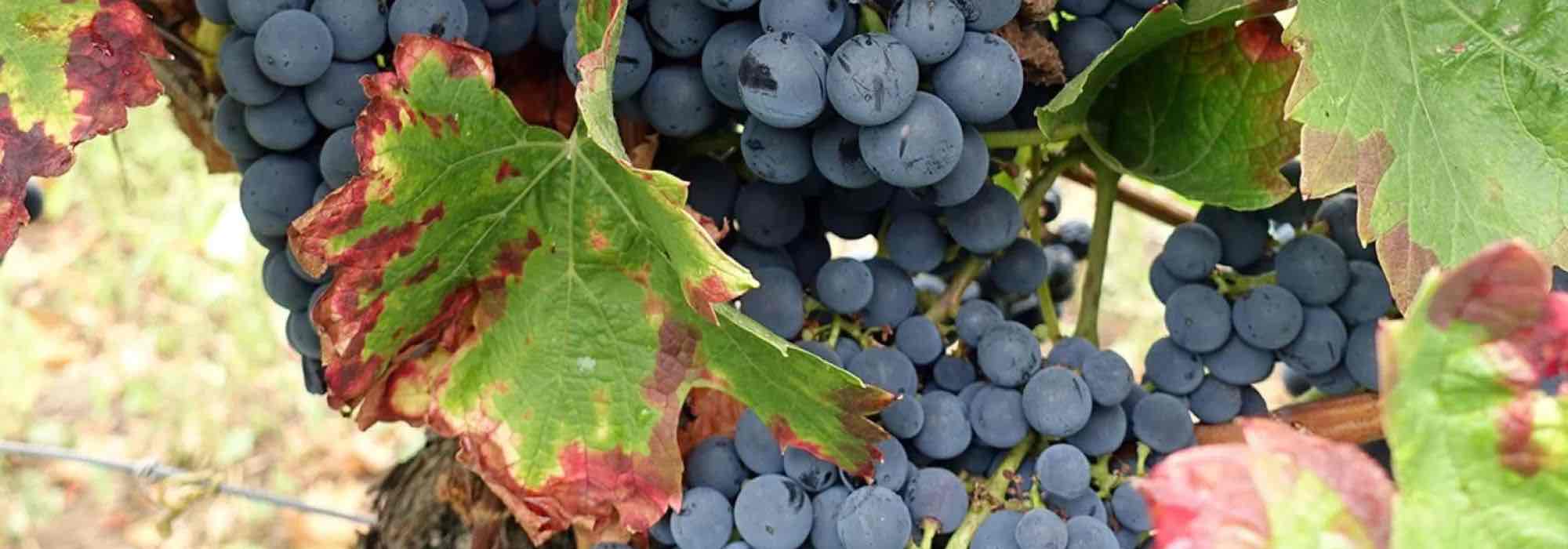 Why choosing old and local grapevine varieties for your garden?