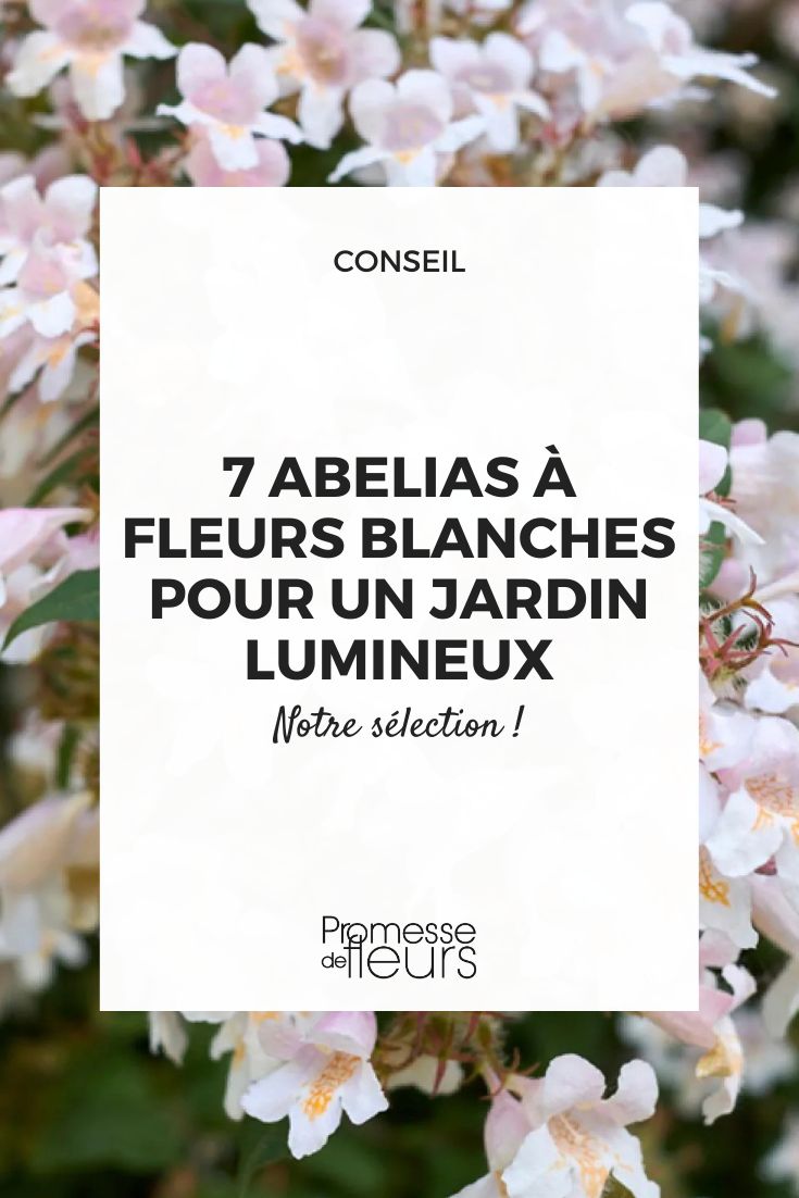 7 White-flowered Abelia for a Bright Garden Abelia grandiflora 'Semperflorens'