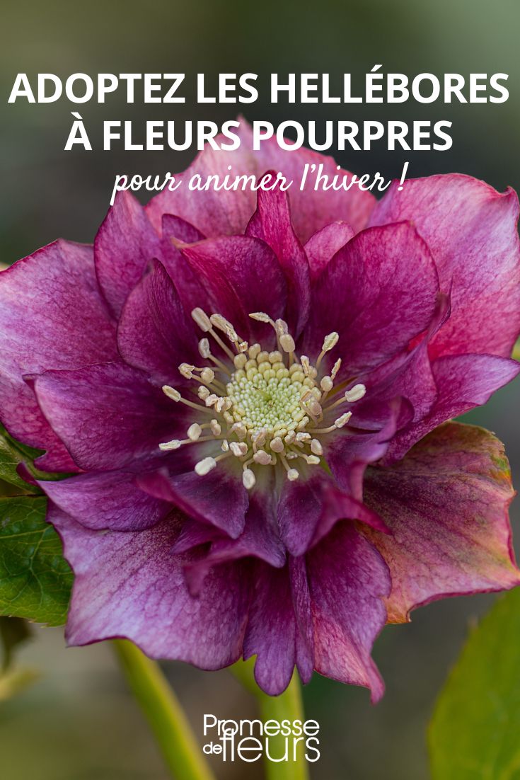 Choose purple flowered hellebores to brighten up the winter! Helleborus Double Ellen Bloom. Hellebore Grows in the Garden