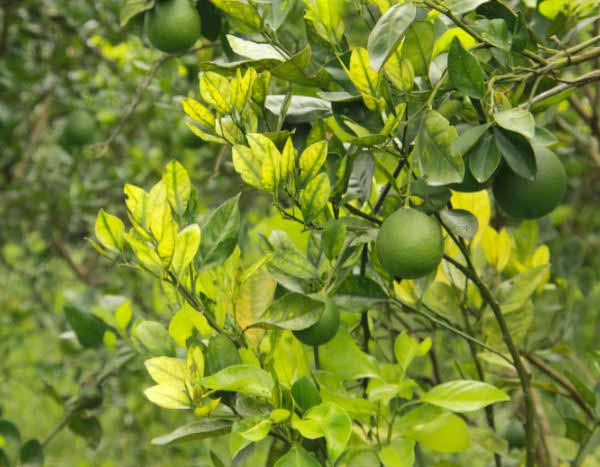 HLB: The yellow dragon disease threatening citrus trees