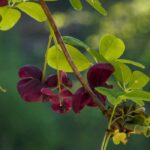 Diseases and parasitic pests of Akebia