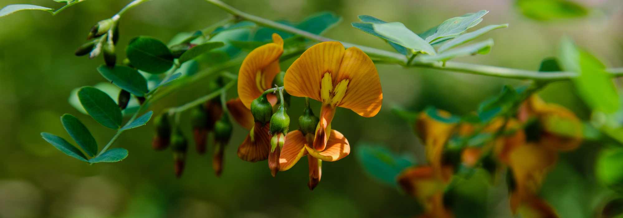 Cancer blush - Colutea: planting, pruning and care