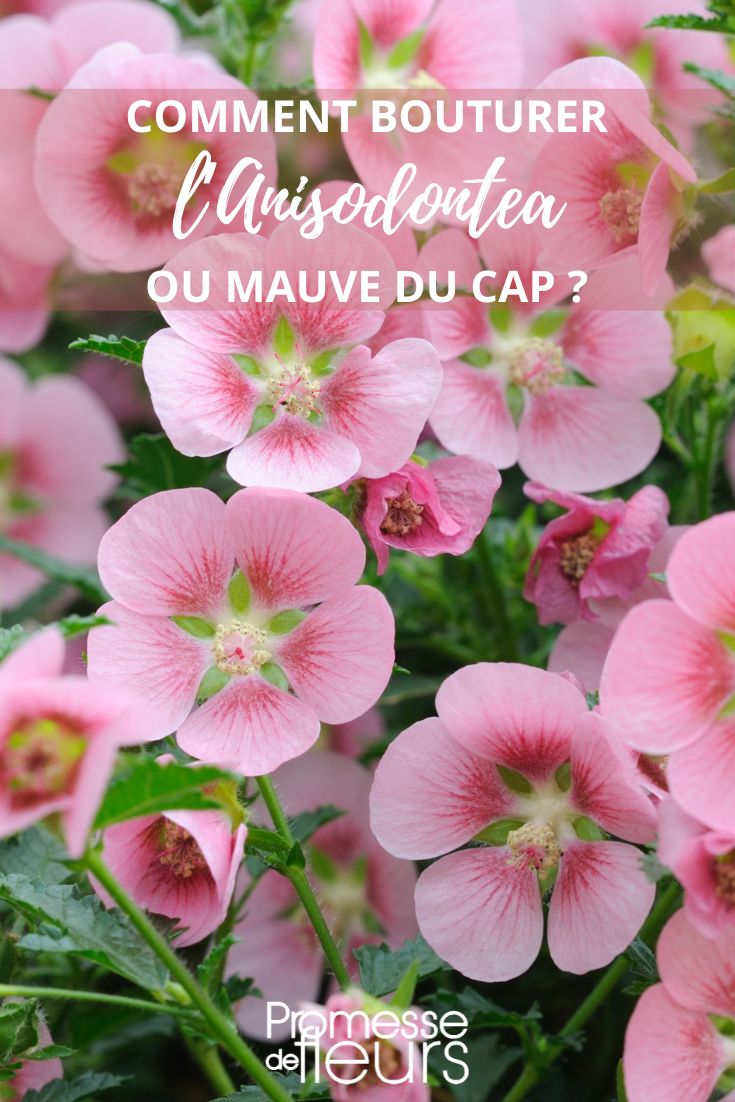 Anisodontea Propagation