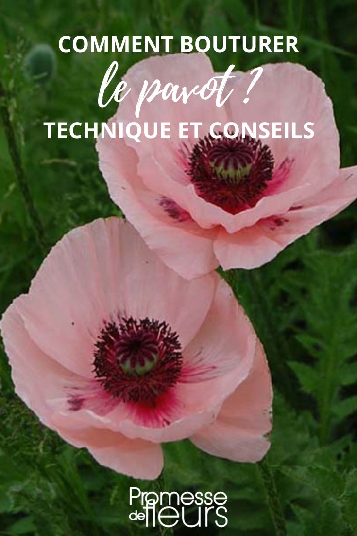 Oriental Poppy Papaver orientale Karine