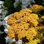 How to divide yarrow?