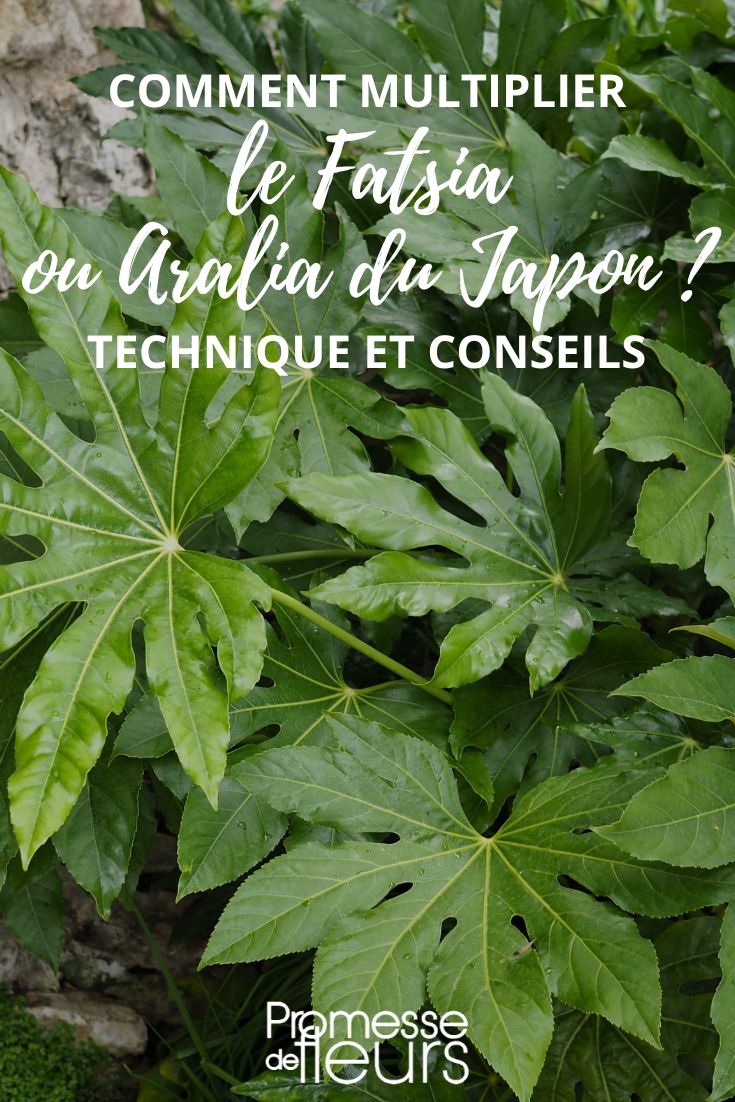 fatsia and aralia, propagation methods