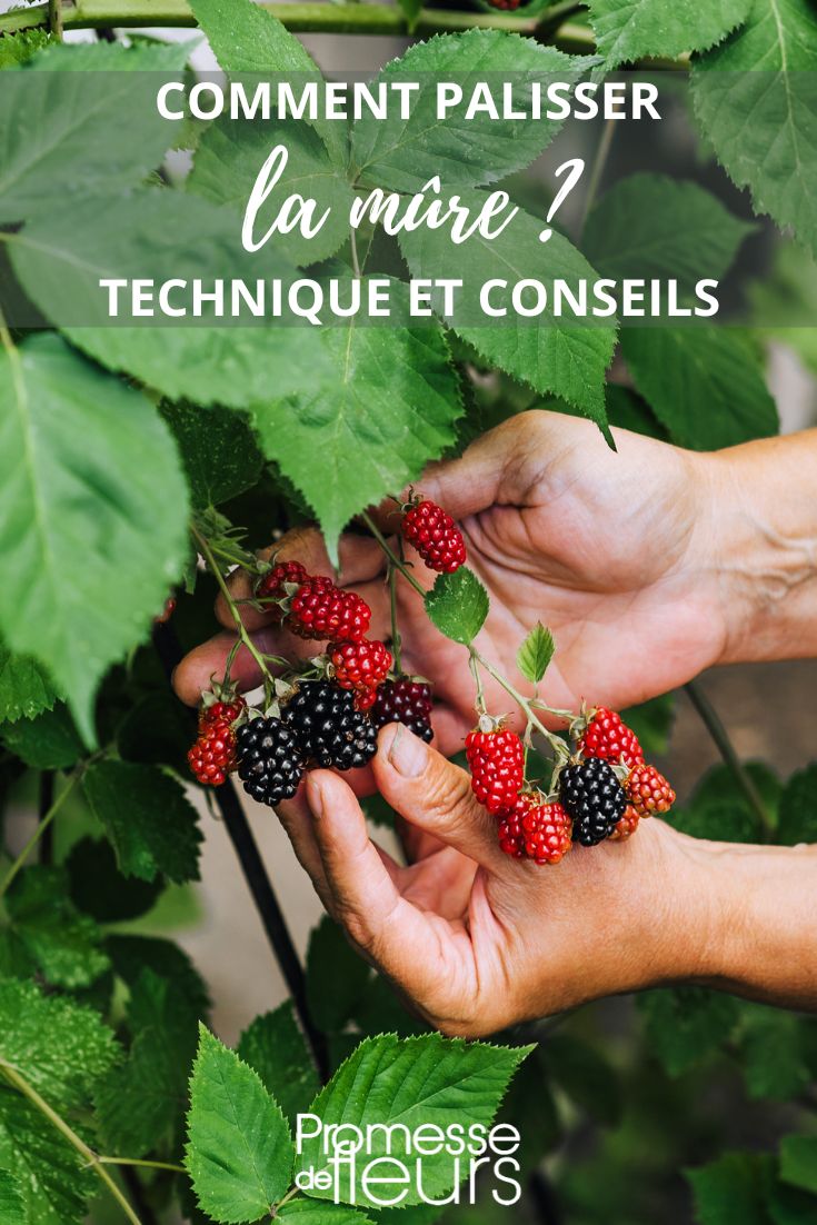 Training a blackberry bush in the garden