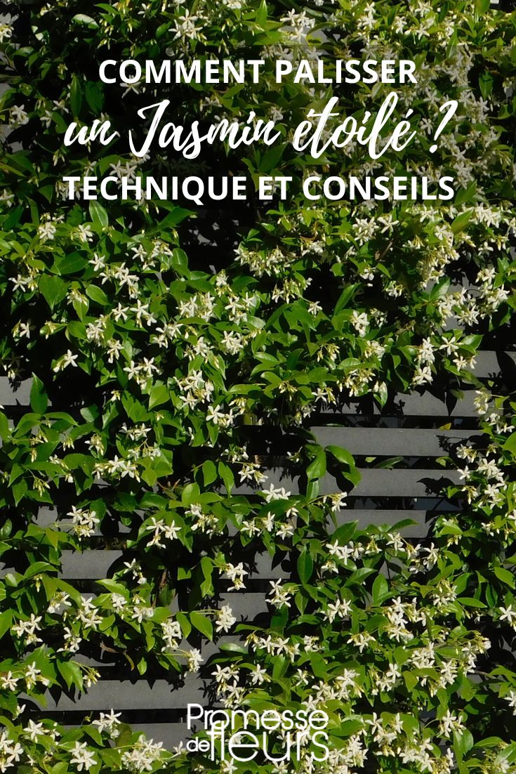 Train a Star Jasmine