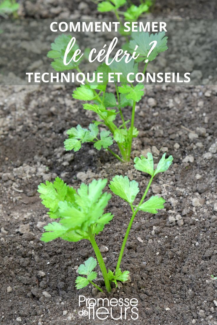 sowing tutorial for celery