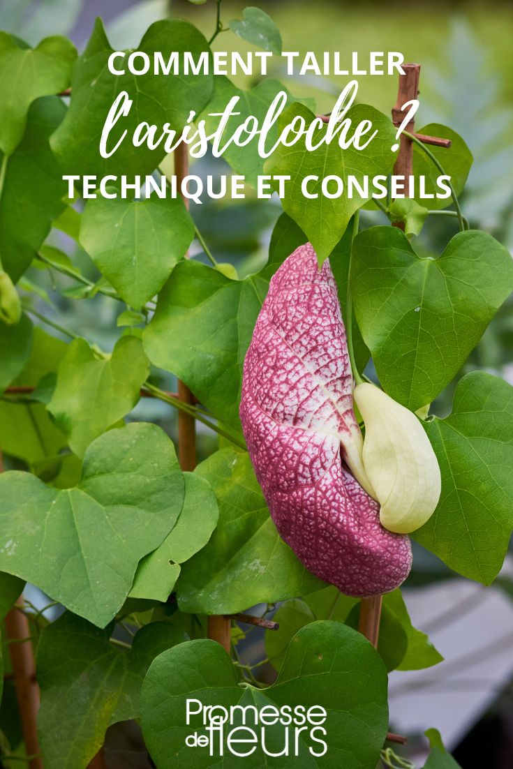 pruning of aristolochia