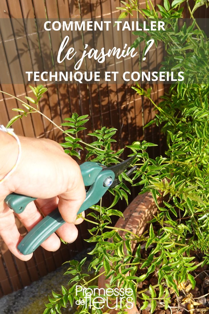 jasmine pruning