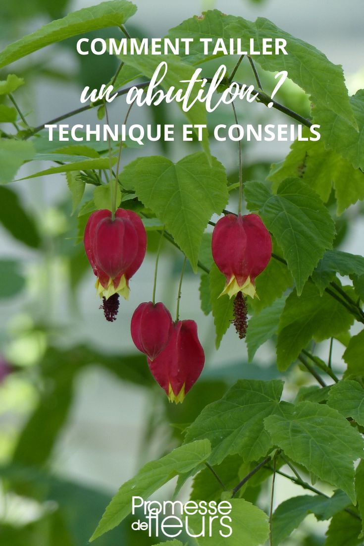 Abutilon Pruning