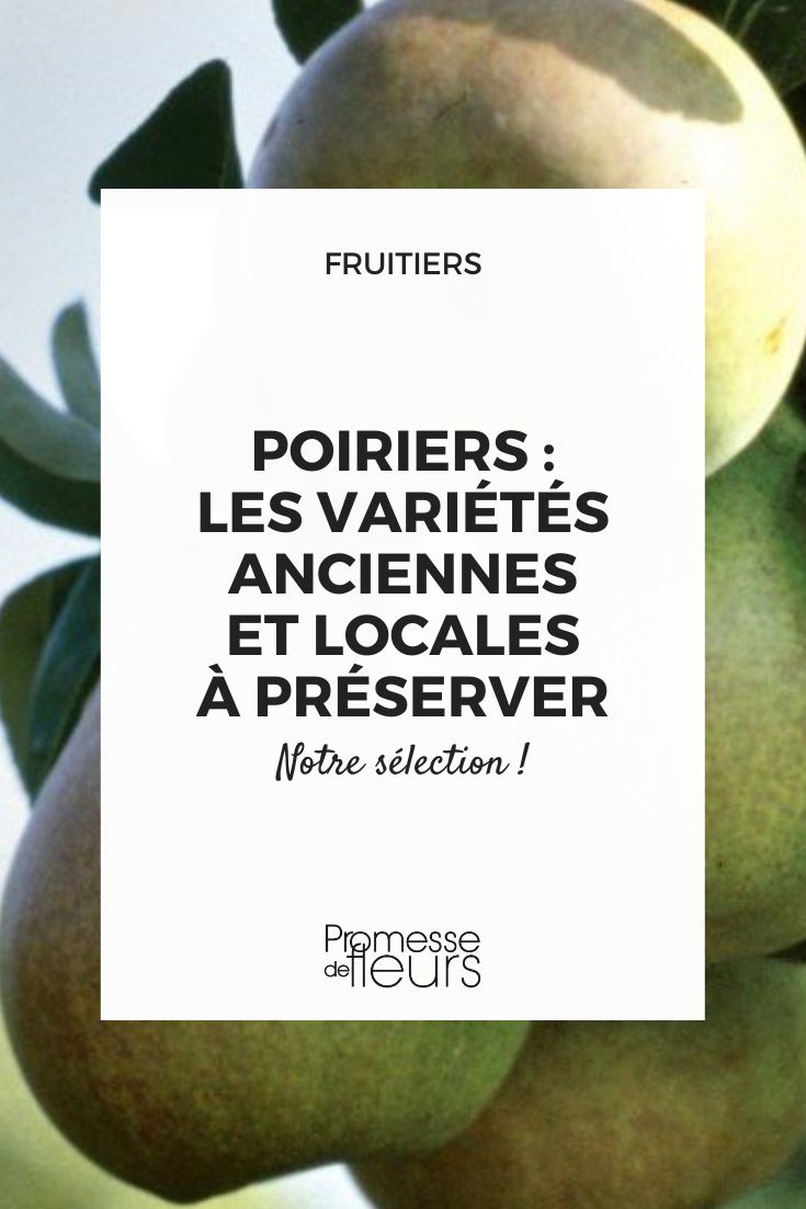 Why Choose Ancient and Local Vine Varieties for Your Garden Beurre Hardy pears