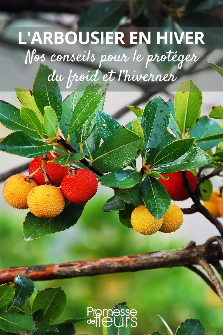 Wintering the Strawberry Tree