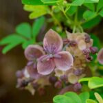 How to grow Akebia in a pot?