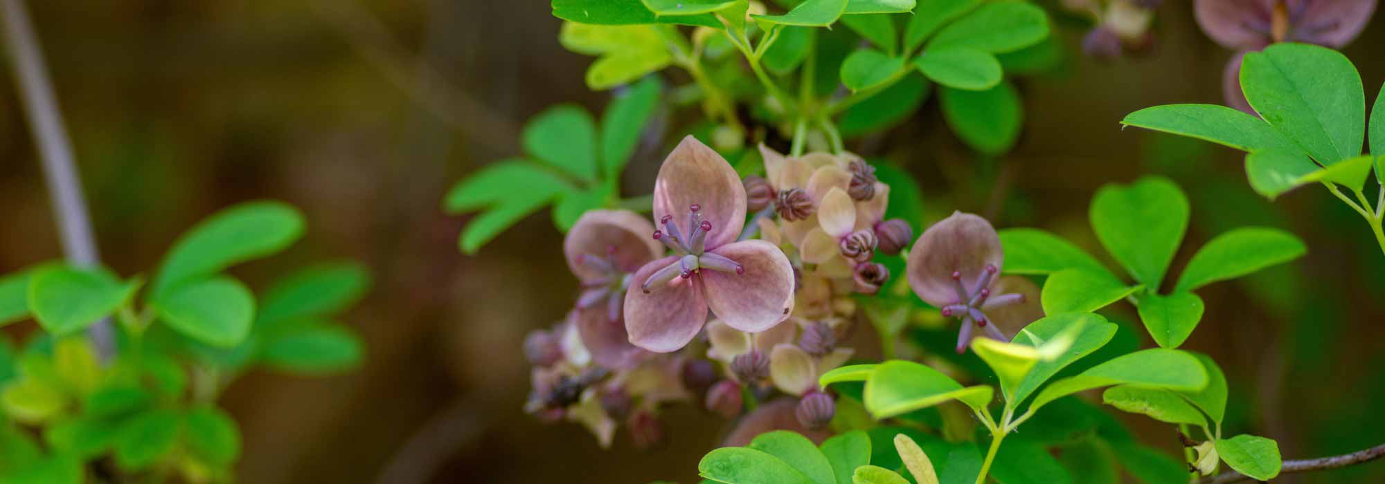 How to grow Akebia in a pot?