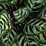 Complete guide to growing and caring for Calathea