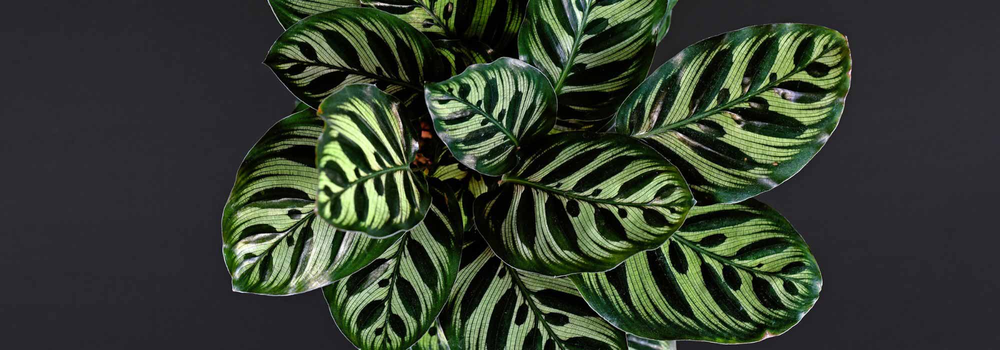 Complete guide to growing and caring for Calathea
