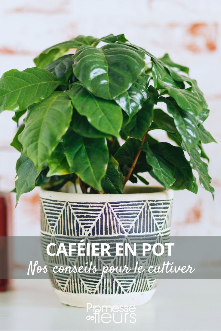 Growing a coffee plant in a pot Coffea arabica