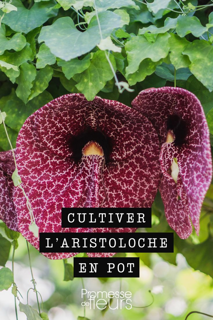 Aristolochia IN POTS Growing Dutchman's Pipe in a Pot: Tips and Maintenance