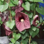 How to overwinter <em>Aristolochia</em>?