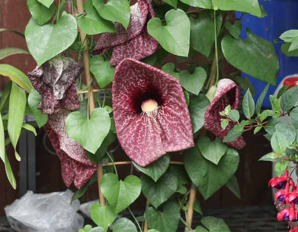 How to overwinter <em>Aristolochia</em>?