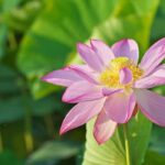Lotus, Nelumbo: how to protect it from the cold and winter it?