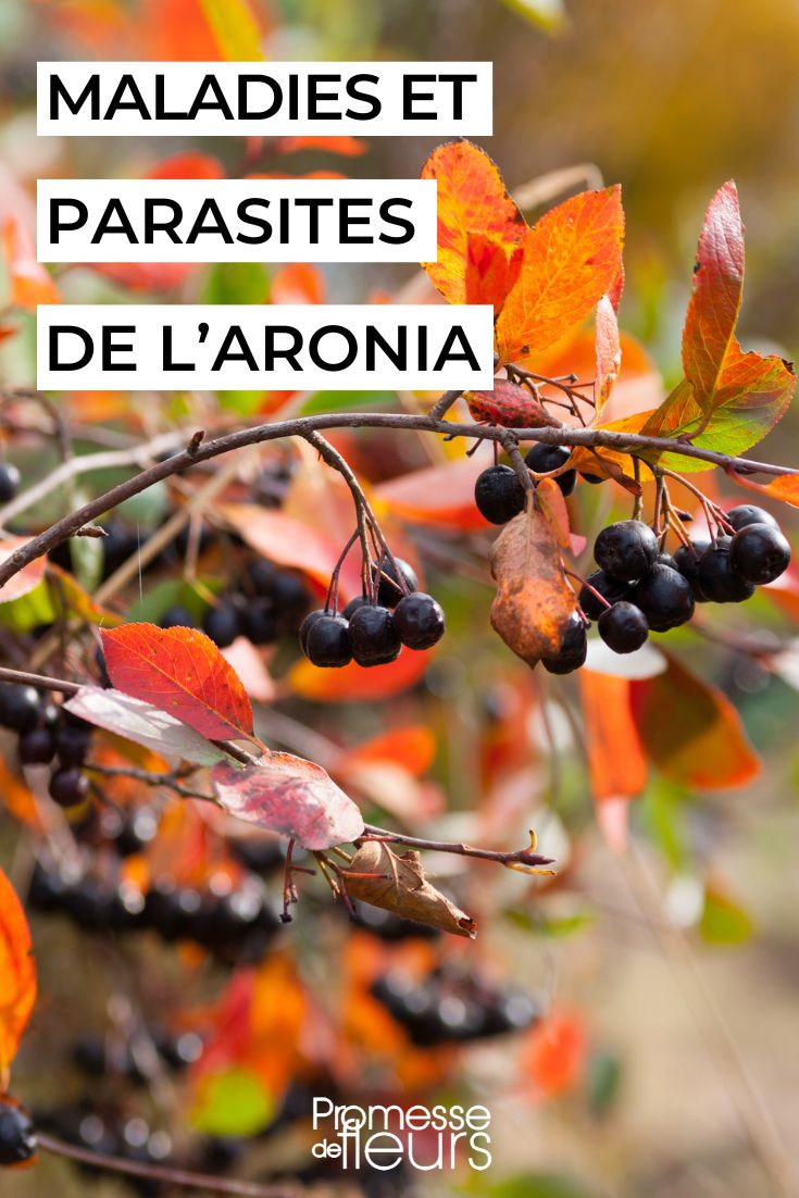 Caring for Aronia
