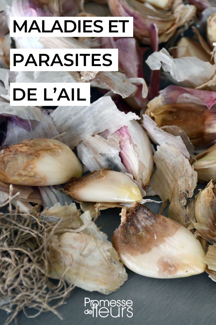 Garlic Diseases and Parasites