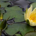 Non-hardy water lilies: how to protect them from the cold and winter them?