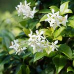 How to train a star jasmine?