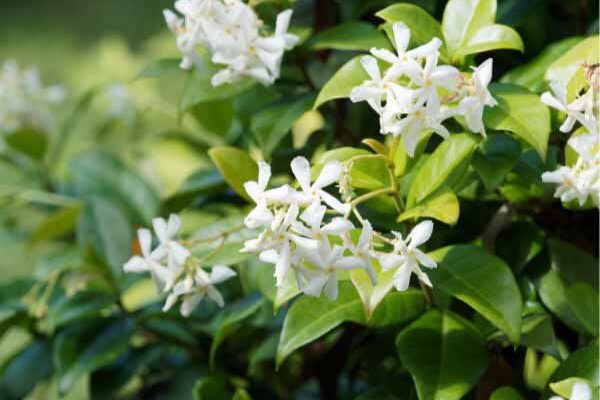 How to train a star jasmine?