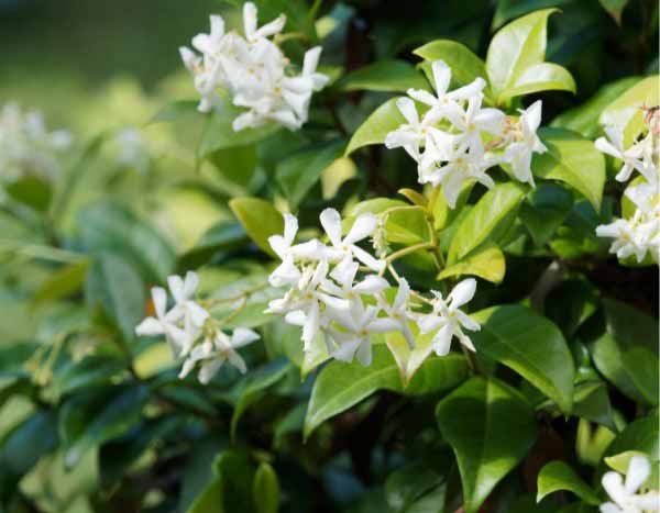 How to train a star jasmine?