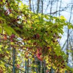 How to train <em>Akebia</em> in the garden?