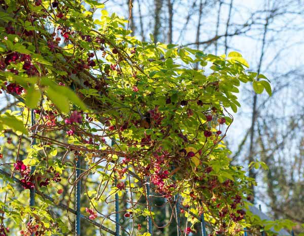 How to train <em>Akebia</em> in the garden?