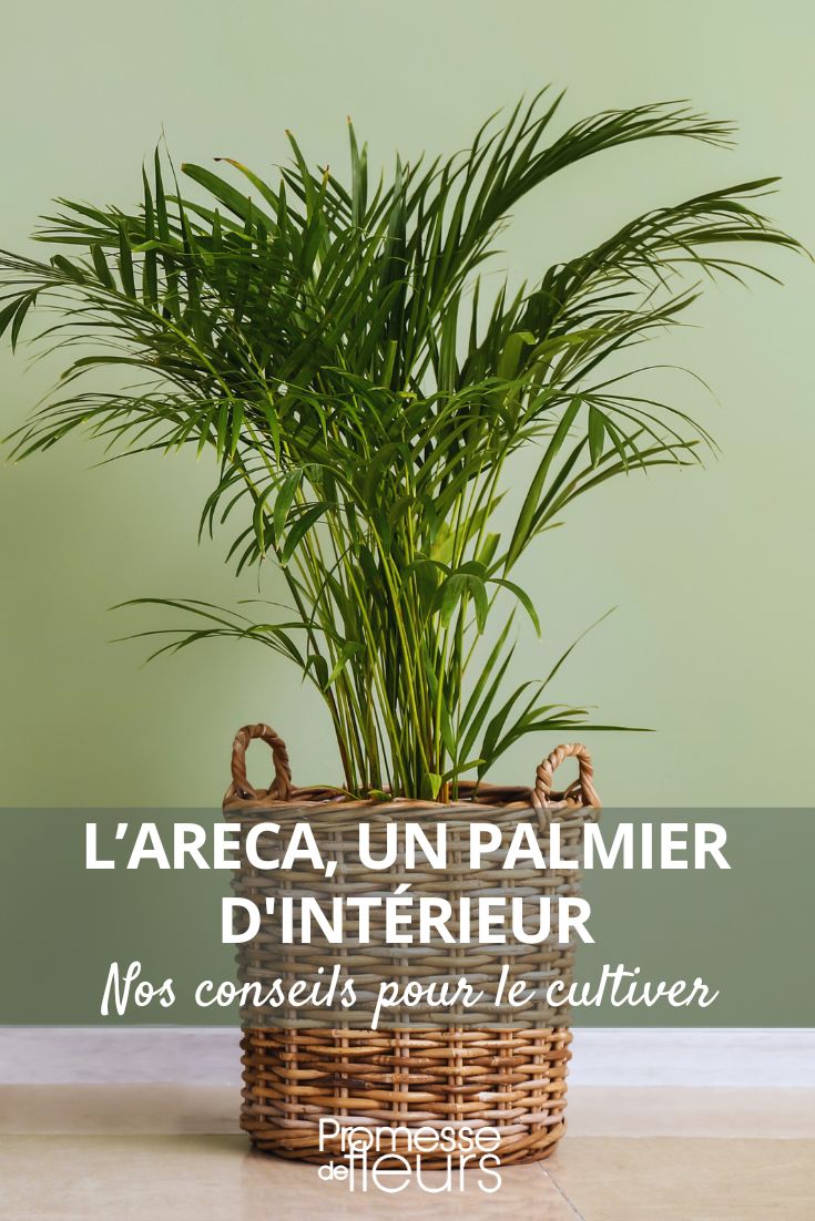 grow the areca palm, an indoor plant