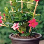When and how to repot dipladenia?