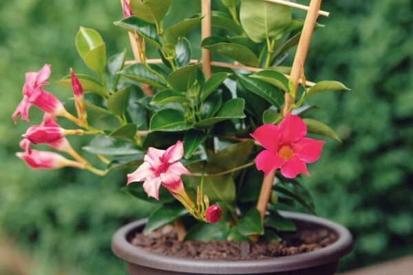 When and how to repot dipladenia?