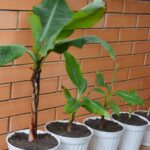Dividing banana plants: how to separate suckers?